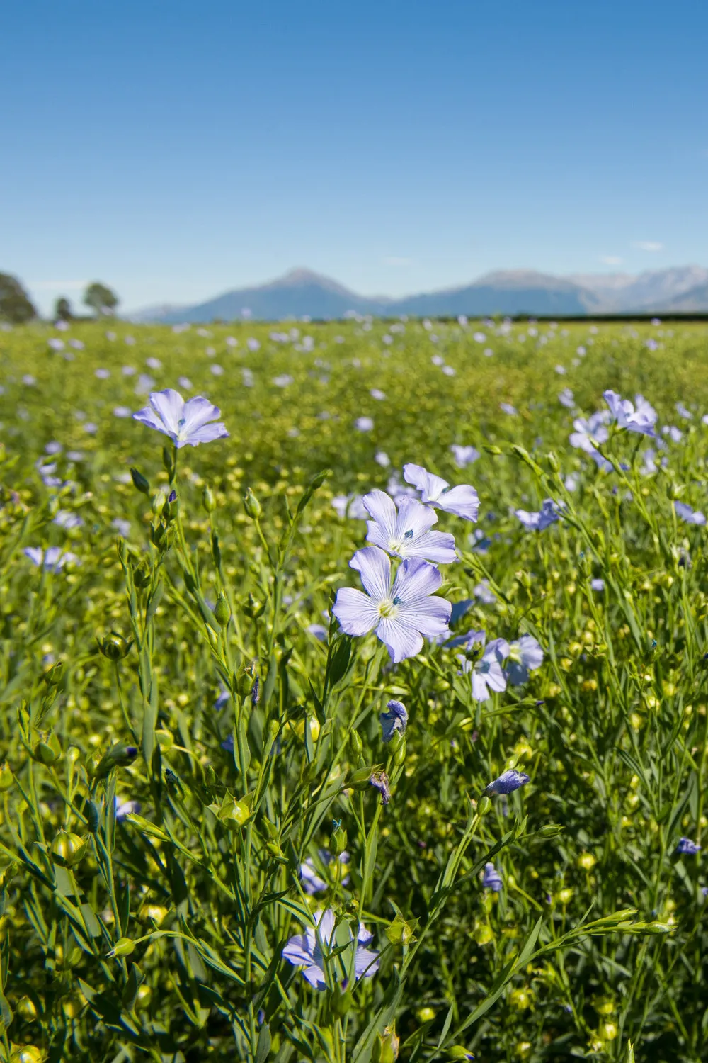 Purple flowering linseed crop with mountain and blue sky in the background