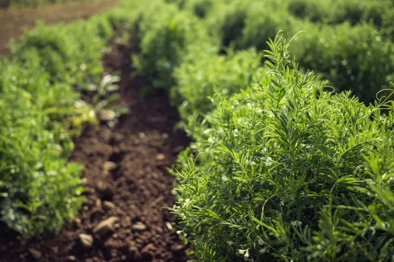 Lentil crop in a paddock