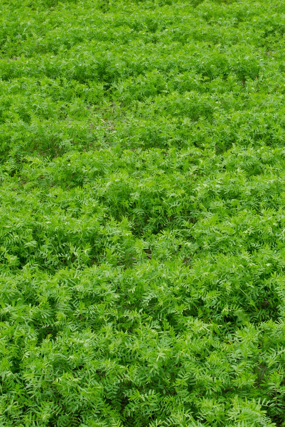 Yellow lentil crop in a paddock