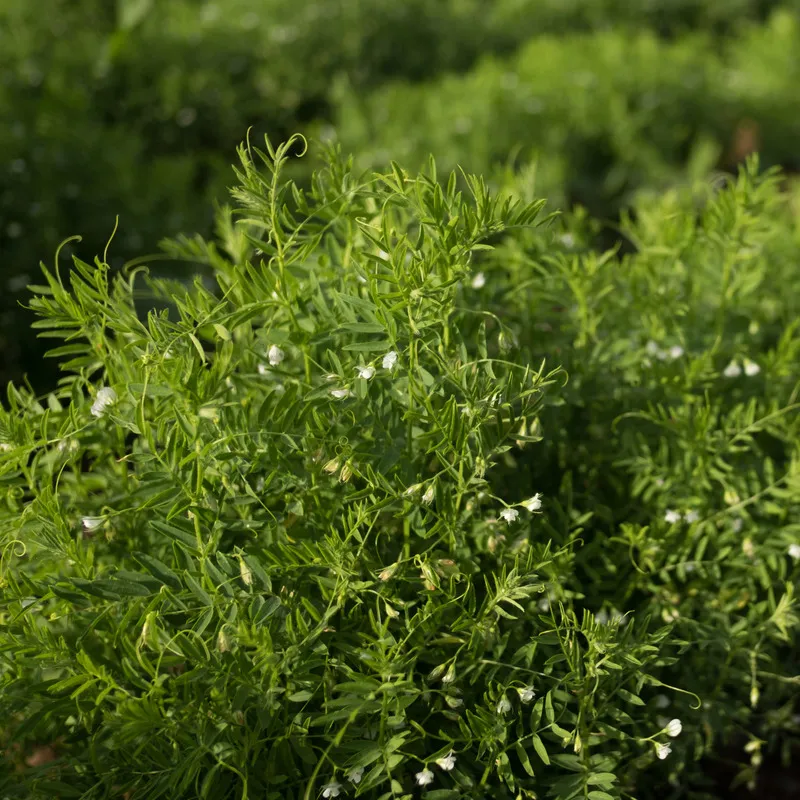 Yellow lentil crop in flower