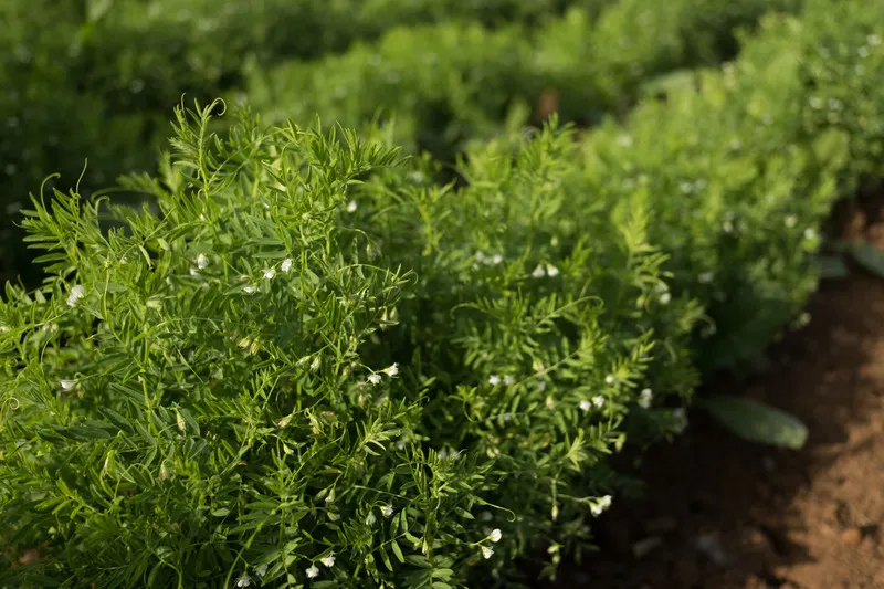 Red lentil crop in flower