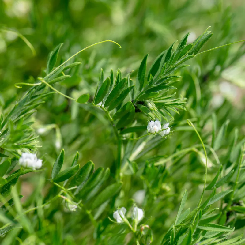 Red lentil crop close up in flower