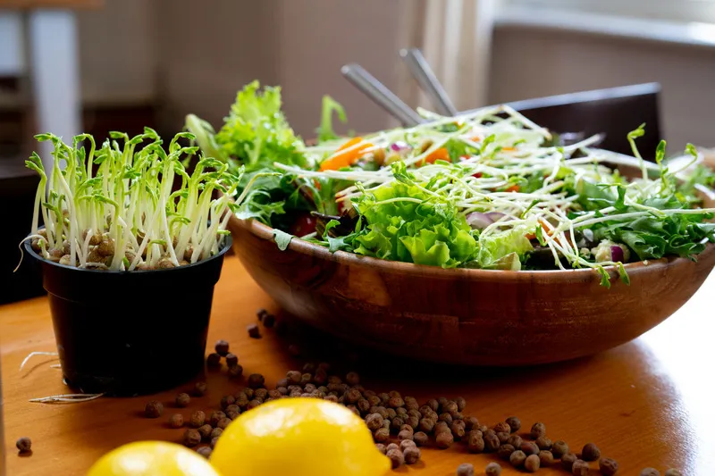 Sprounting maple peas in container alongside salad with sprouts on the top