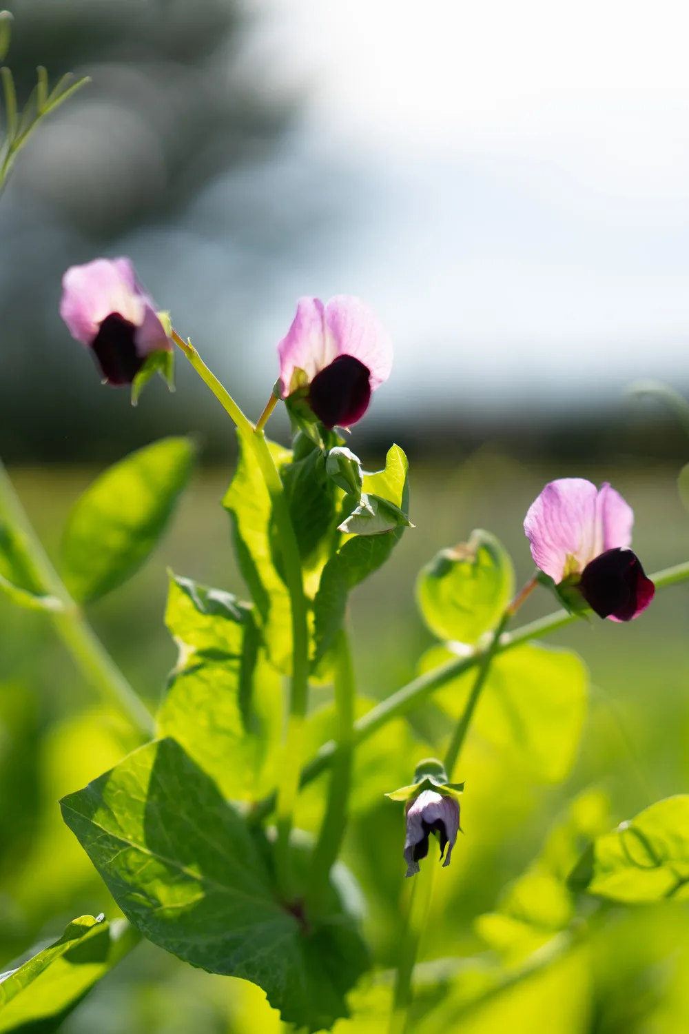 Close up of purple flower of maple pea crop