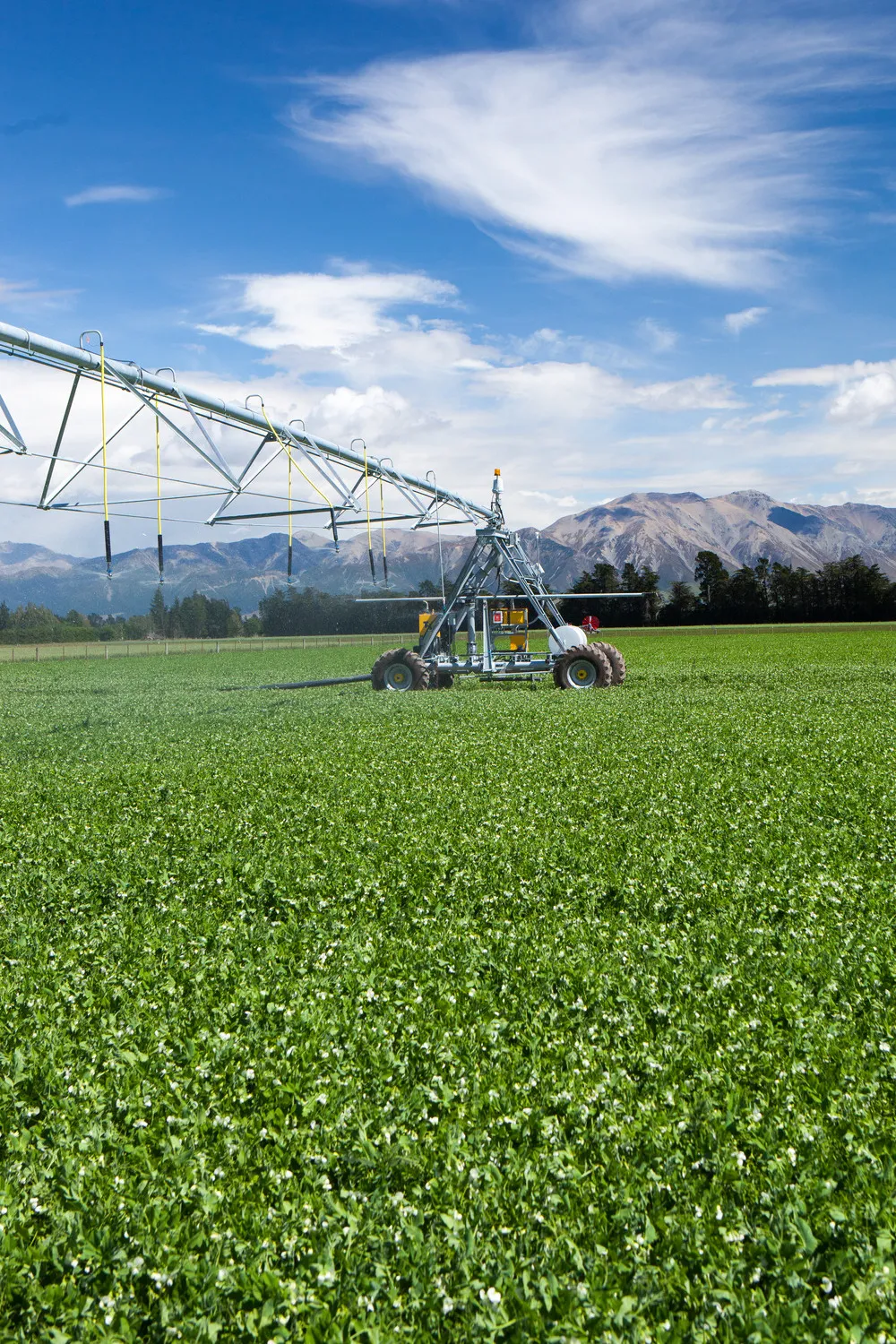 Marrowfat pea field with irrigation and mountains and blue sky in the background