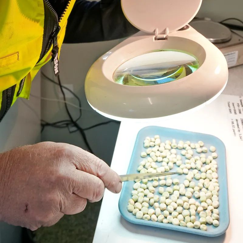 Close up man inspecting marrowfat peas through a magnifying glass