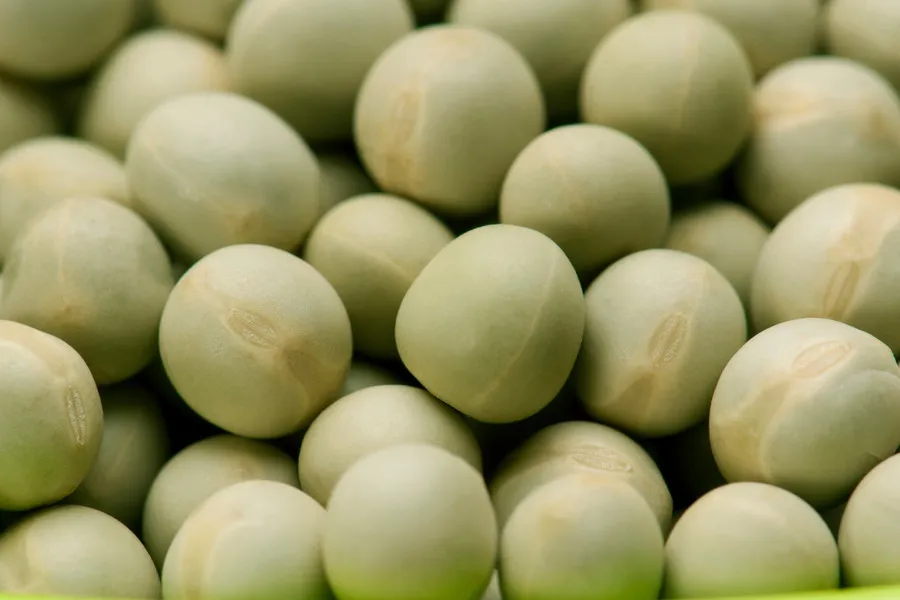 Close up of forage peas