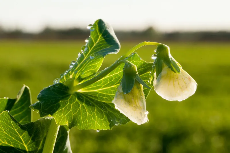 Sun shining on pea crop flower
