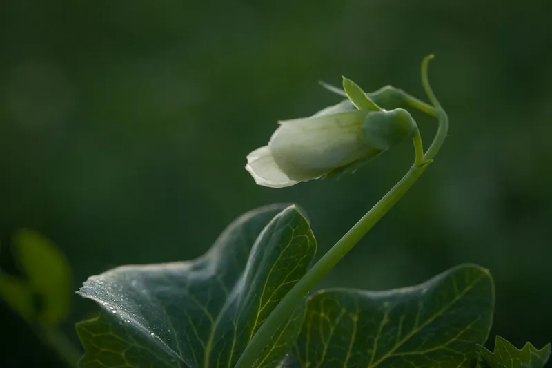 Close up of pea flower