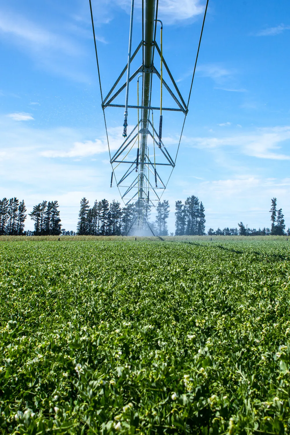 Pea crop with irrigation in the middle