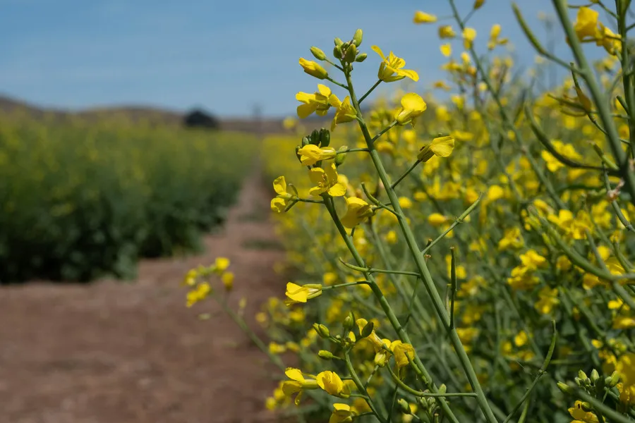 Close up of canola crop in flower