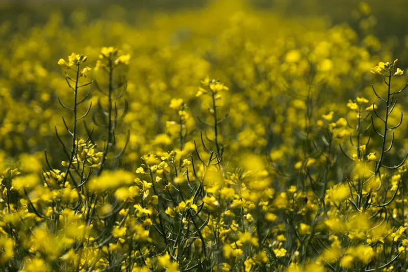 Canola crop in full yellow flower