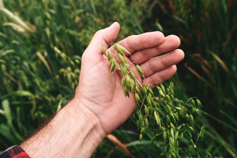 Close up of hand inspecting green oat crop