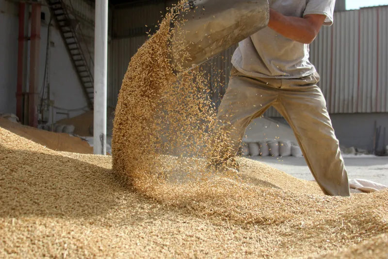 Man in shed scooping oats