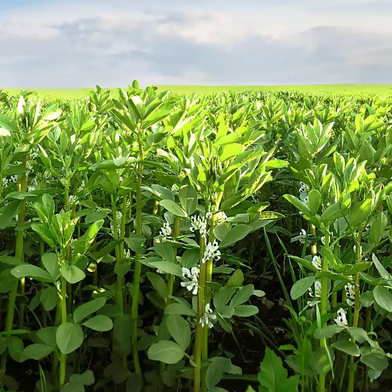 Faba Been Crop in a paddock