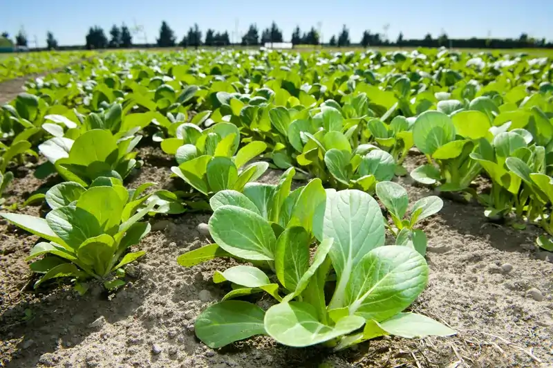 Hybrid brassica crop in paddock