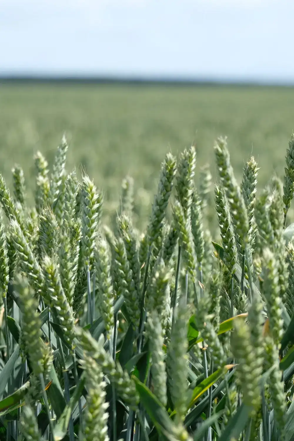 Green wheat crop in a field