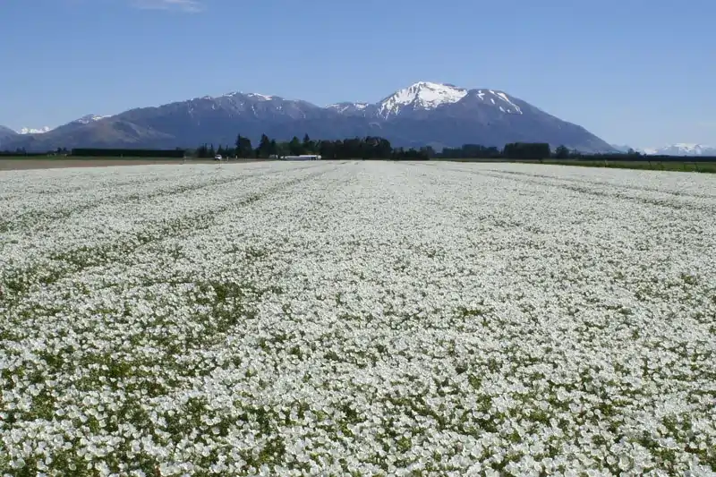 Meadowfoam crop in flower with southern alps and blue sky in the background