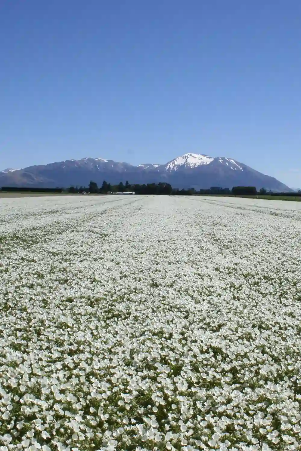 Meadowfoam crop in full white flower with blue sky and mountain in background