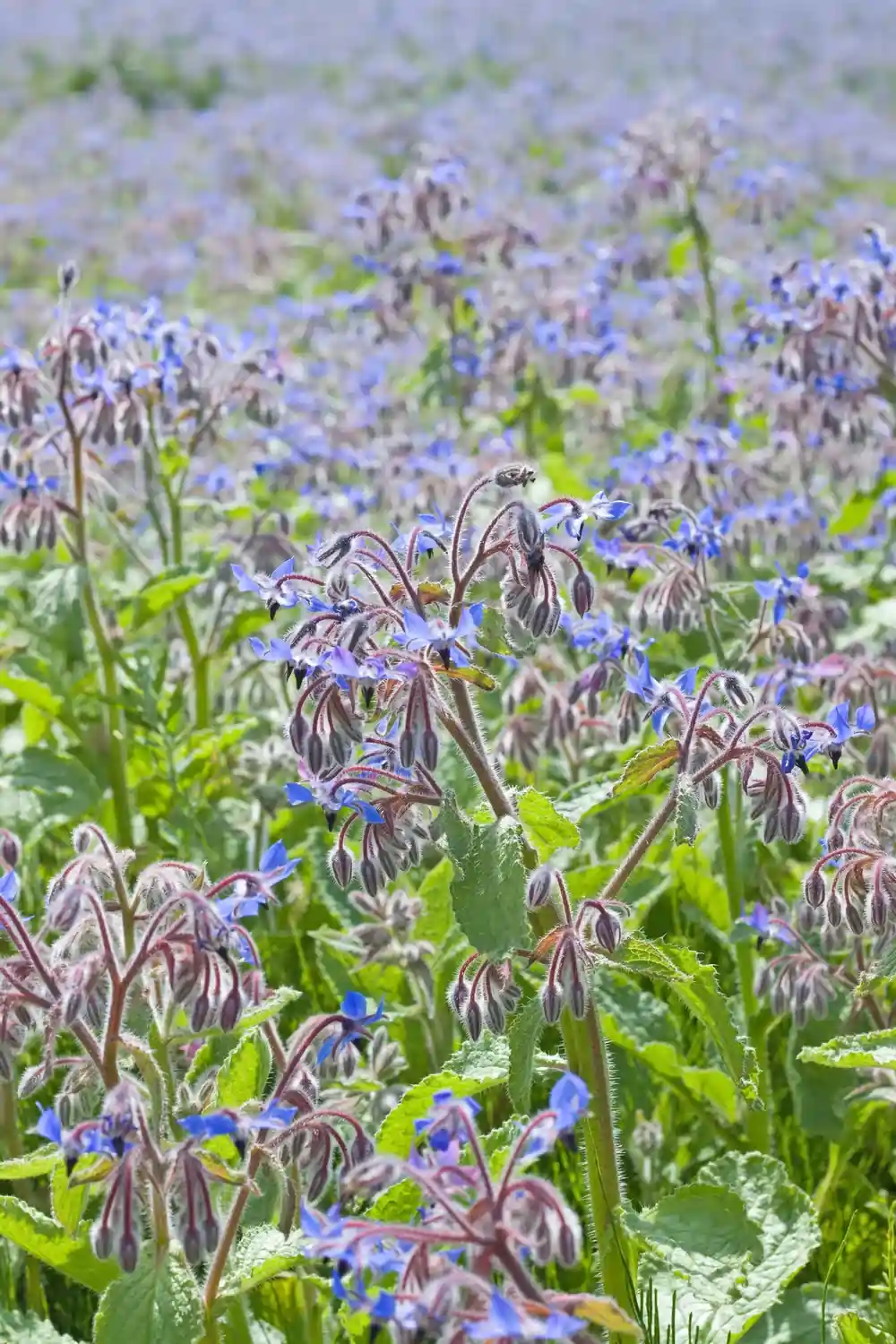 Borage flower in bloom in a paddock