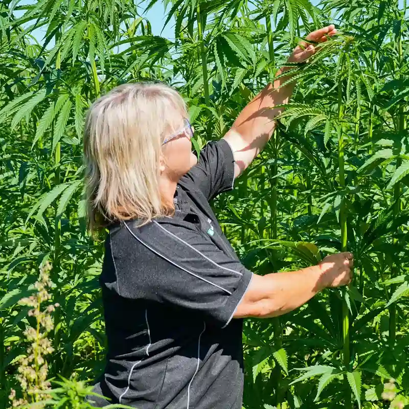 Women inspecting hemp crop