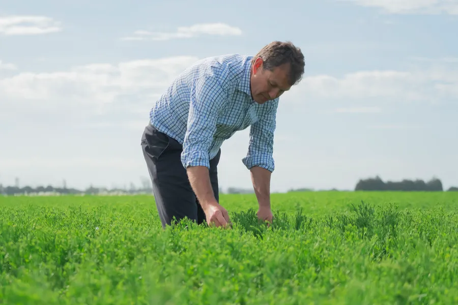 Man inspecting green flaxseed crop