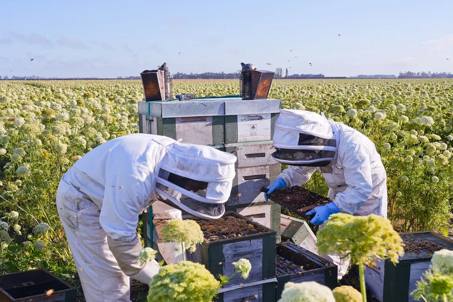 two beekeepers in a carrot crop inspecting beehives