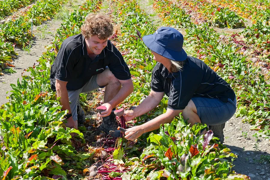 Man and women inspecting beet crop