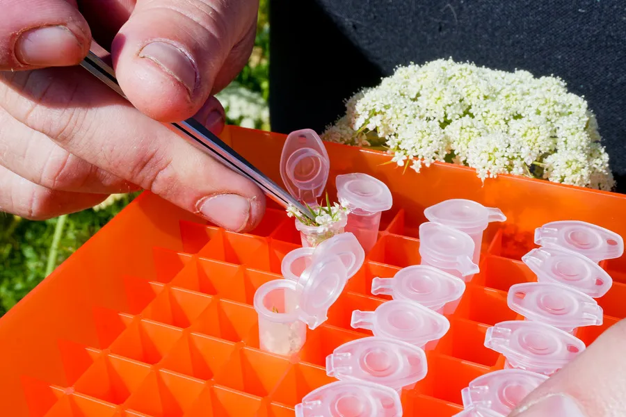 Carrot umbels being placed in test tubes