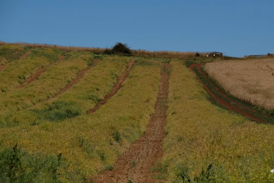Canola crop ready for harvest in Tasmania