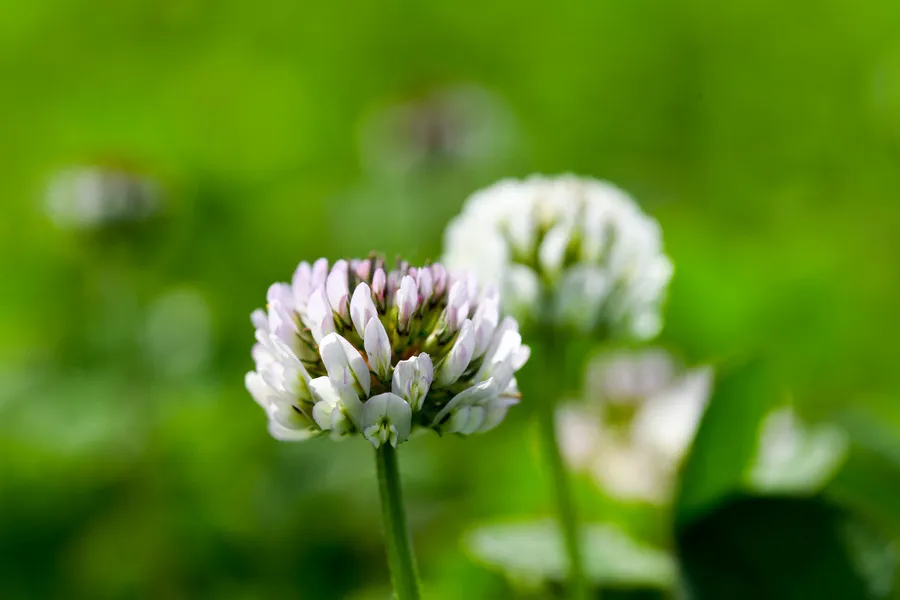 Close up of two clover flowers