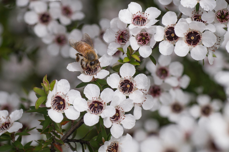 Bee collecting pollen from blooming Manuka flower