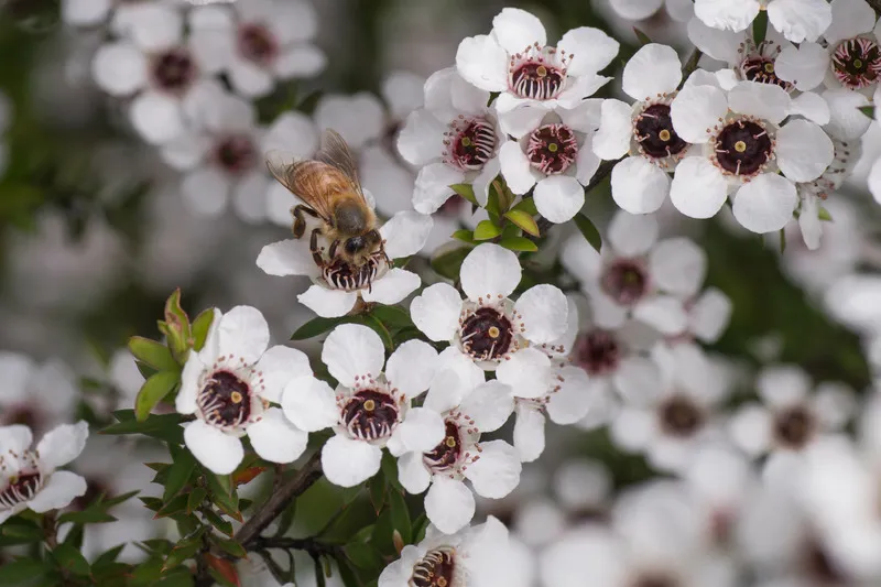 Bee collecting pollen from blooming Manuka flower