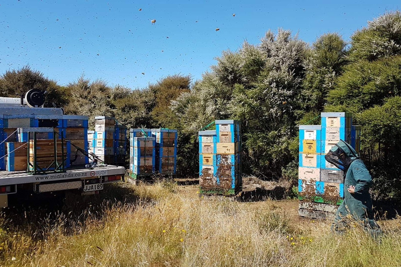 Beekeeper checking hives from Manuka forest