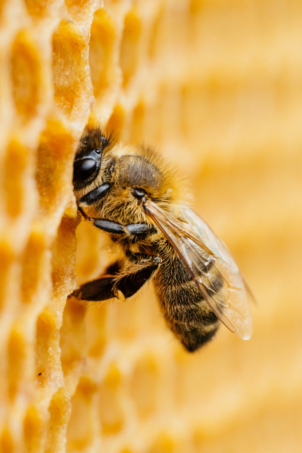 Bee depositing pollen in hive
