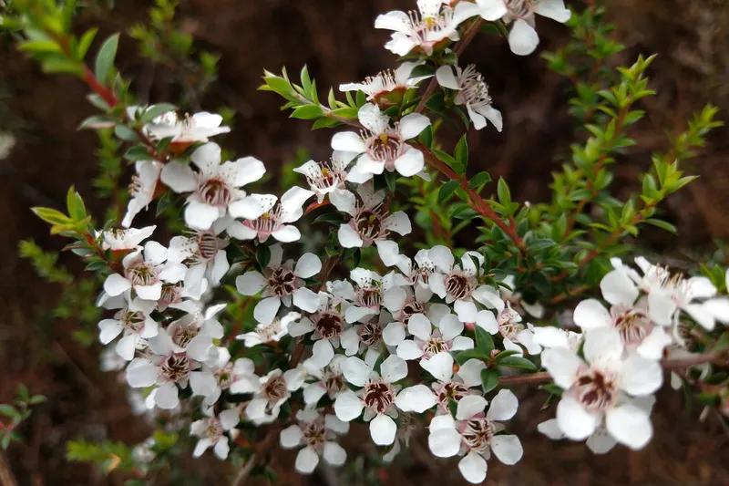 Manuka honey flower in bloom