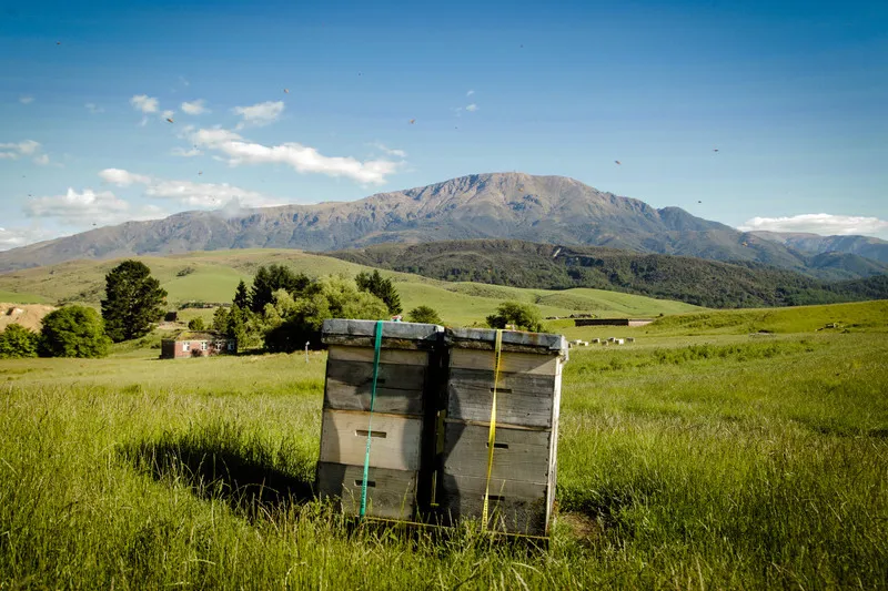 Beehives in front of Mount Somers mountains with blue sky in background
