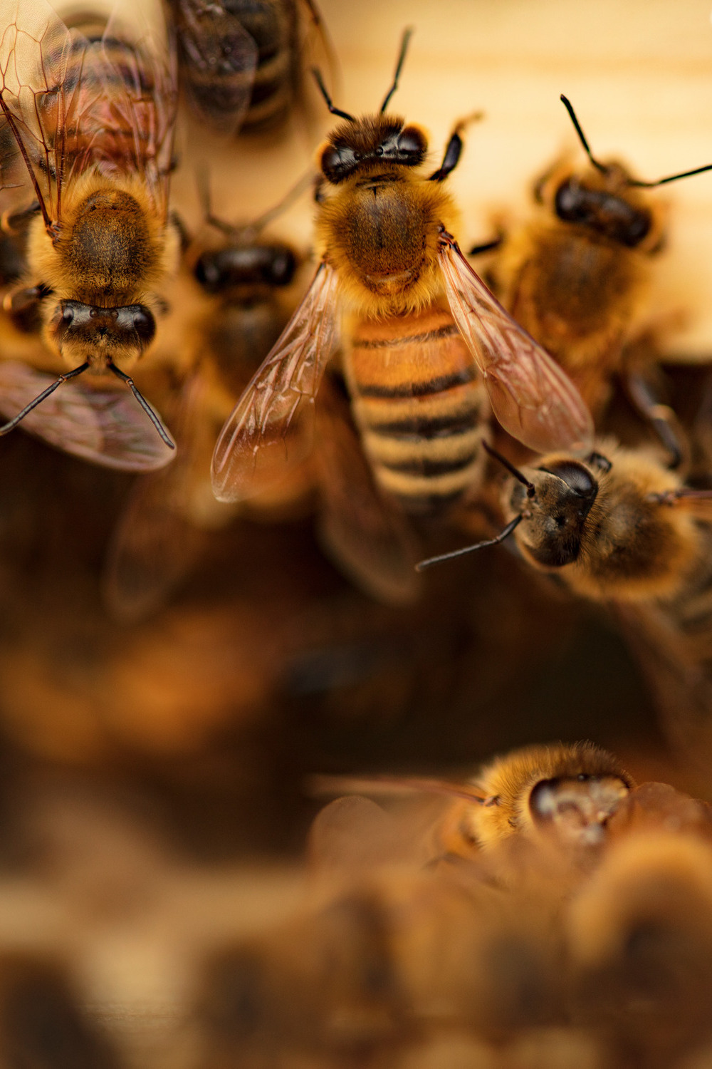 Close up of bees on bee hive frame