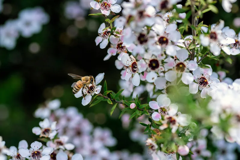 Honey bee collecting nectar from Manuka flower in bloom