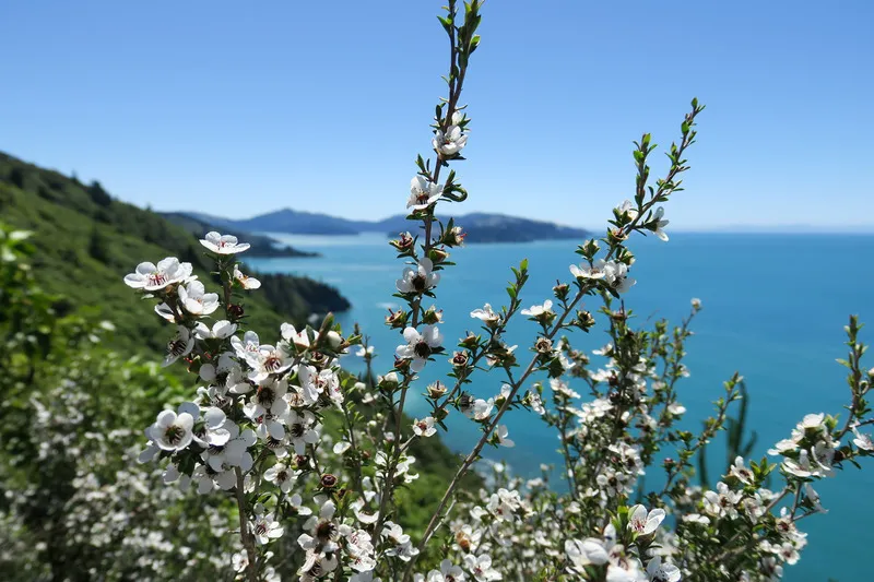 Manuka in flower with the pacfic ocean and blue sky in the background
