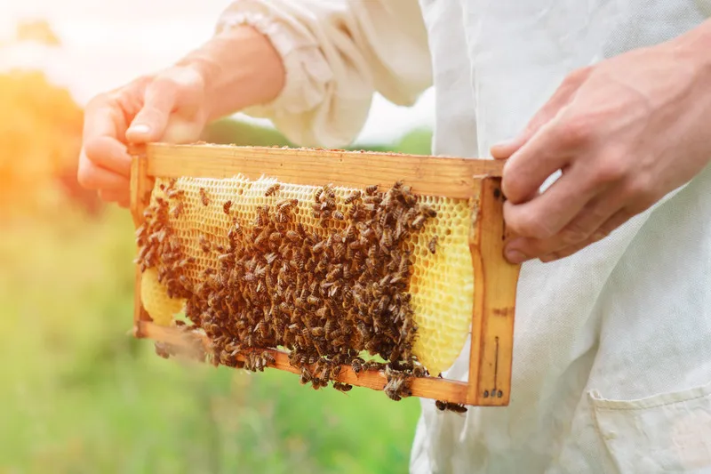 Beekeeper holding frame covered in bees