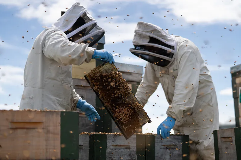 Two beekeepers check hives with a frame covered in bees