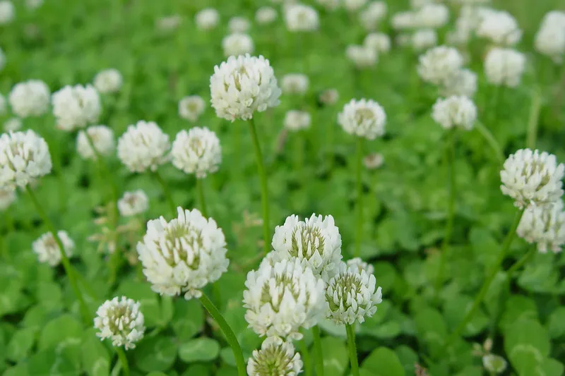 Clover crop in full white flower