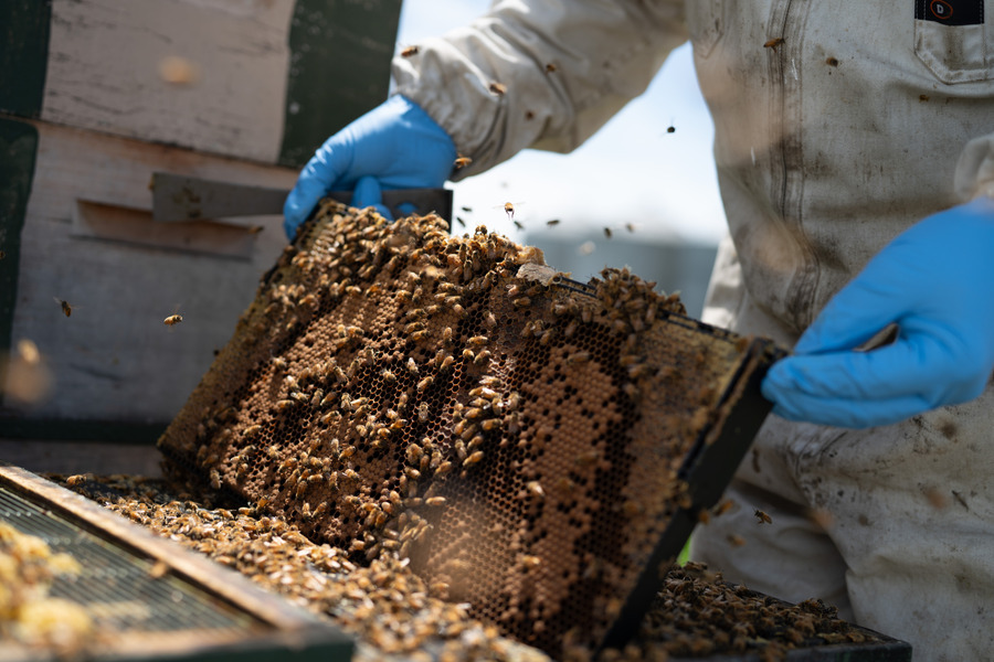 Beekeeper checking honey frame covered in bees