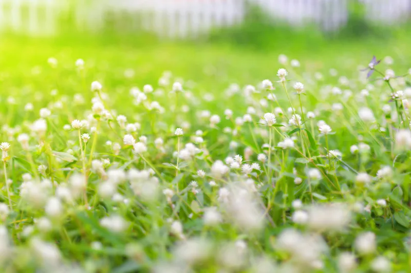 Clover crop in full bloom