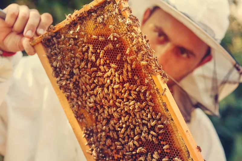 Beekeeper inspecting honey frame covered in bees