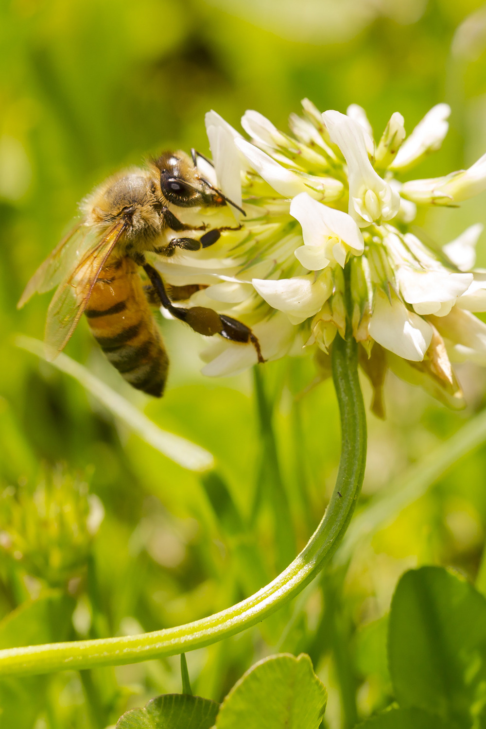 Bee collecting nectar from clover flower