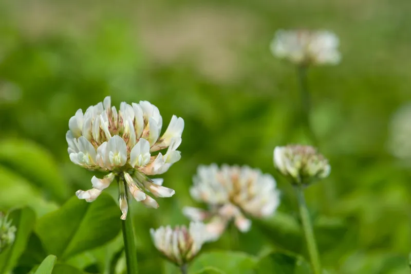 Two clover flowers in full bloom