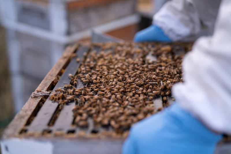 Hive covered in bees