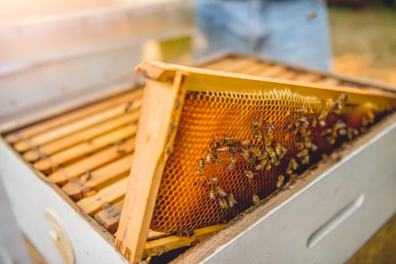 Frame in hive covered in bees